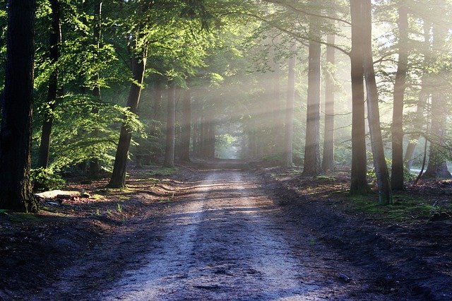 chemin forestier